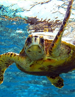 Maui Snorkel Adventure on the Prince Kuhio